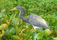 Egretta tricolor image