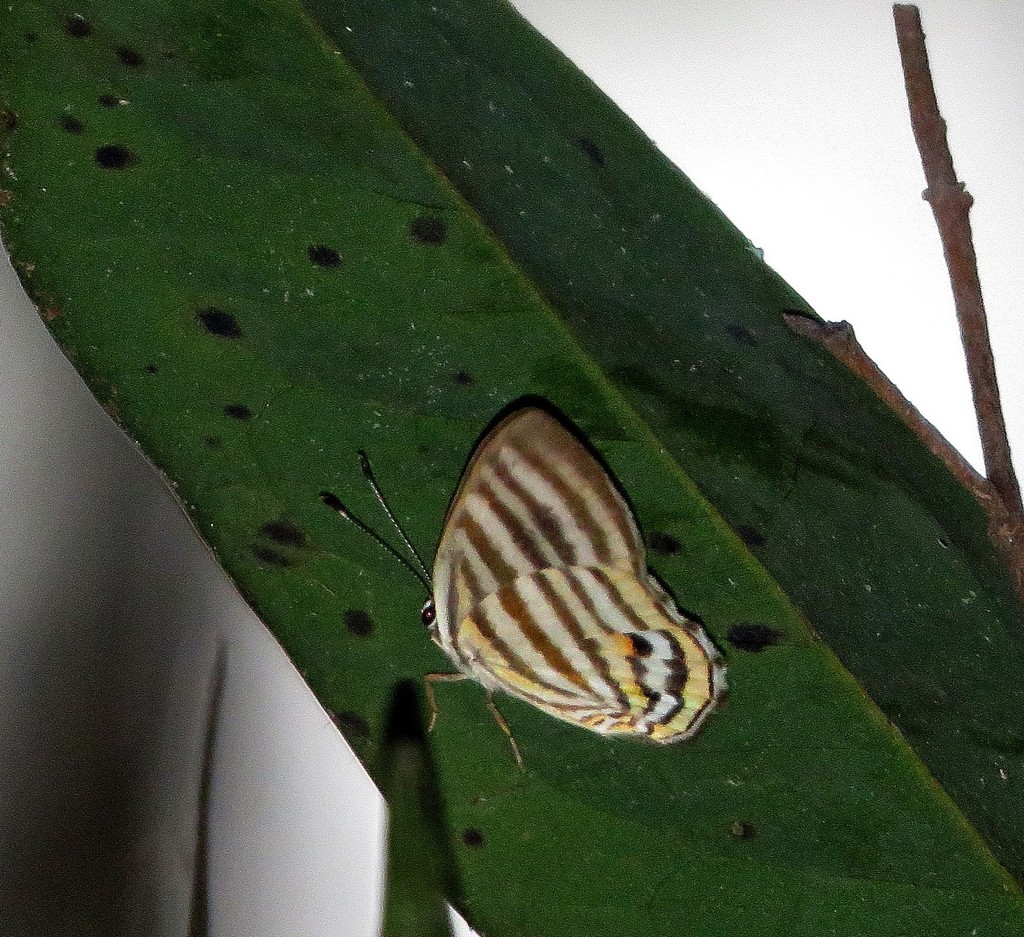 Euselasia eucritus