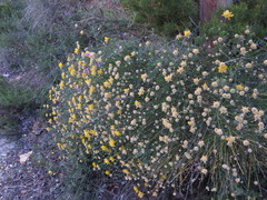 Genista umbellata