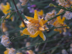 Genista umbellata