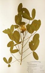 Thilachium africanum