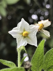 Solanum caripense