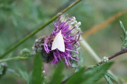 Pale Straw Pearl, Provincia di Cuneo, Italia, photo 7 of 10