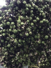 Verbesina crassiramea