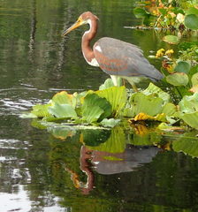 Egretta tricolor image