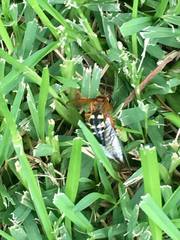 Sphecius speciosus