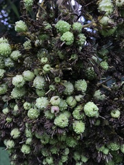 Verbesina crassiramea