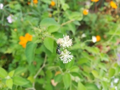 Pseudaugochlora graminea