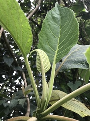 Verbesina crassiramea