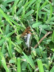 Sphecius speciosus
