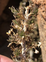 Euryops subcarnosus subsp. vulgaris image