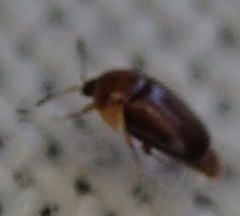 Sericoderus