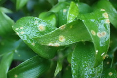 Puccinia myrsiphylli