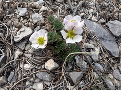 Ranunculus andersonii