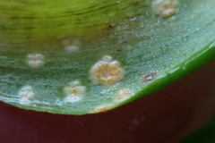 Puccinia myrsiphylli