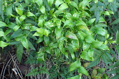 Puccinia myrsiphylli