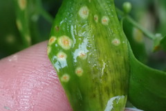 Puccinia myrsiphylli