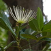 Thilachium africanum - Photo (c) Graeme White, algunos derechos reservados (CC BY-NC)