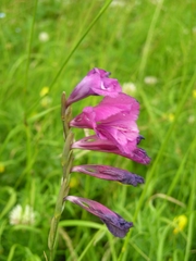 Gladiolus tenuis