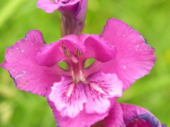 Gladiolus tenuis