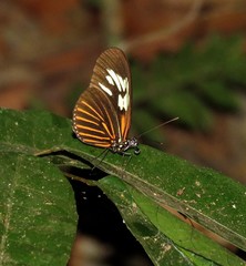 Heliconius eratosignis