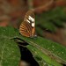 Heliconius eratosignis - Photo (c) Sidnei Dantas, some rights reserved (CC BY-NC), uploaded by Sidnei Dantas