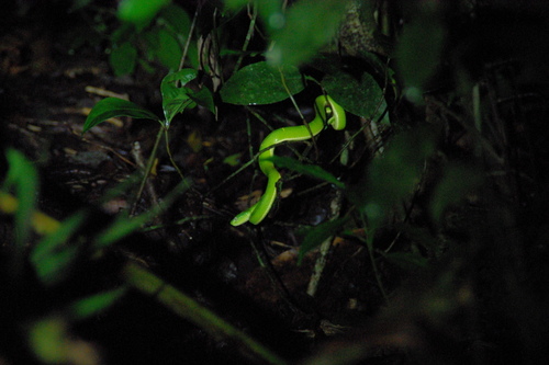 Bothriechis lateralis