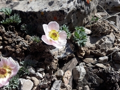 Ranunculus andersonii