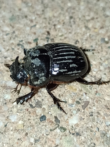 Copris lunaris