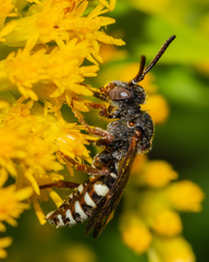 Nomada vicina