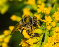 Colletes simulans armatus