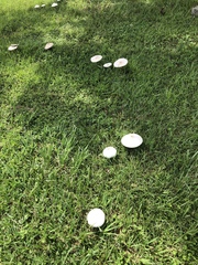 Chlorophyllum molybdites image