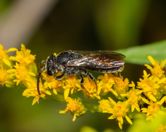 Sphecodes heraclei heraclei