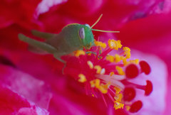 Anacridium aegyptium