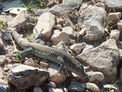 Aspidoscelis scalaris