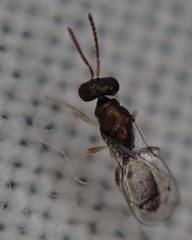 Chalcidoidea