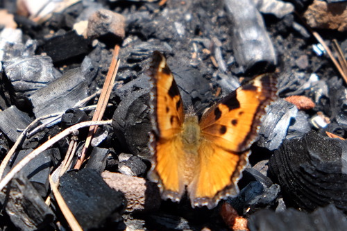 iNaturalist observation photo of California Tortoiseshell