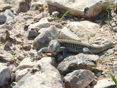 Aspidoscelis scalaris