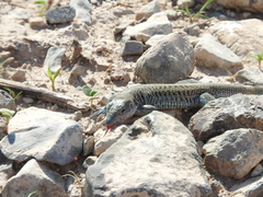 Aspidoscelis scalaris