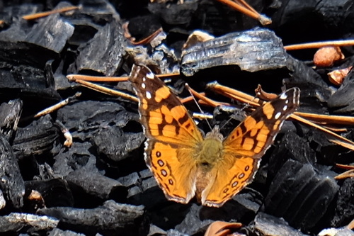 iNaturalist observation photo of West Coast Lady