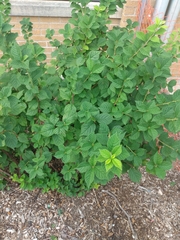 Spiraea japonica