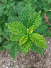 Spiraea japonica