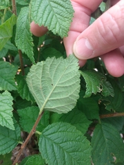 Spiraea japonica