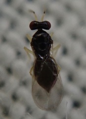 Eulophidae