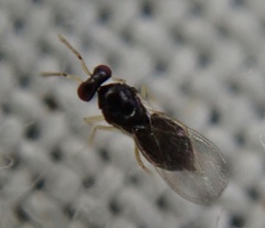 Eulophidae