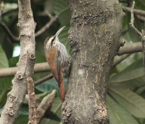 Narrow-billed Woodcreeper