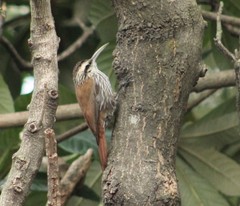 Narrow-Billed Woodcreeper photo 5