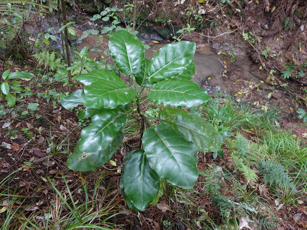 Meryta sinclairii, Belfast Reserve, Hillsborough, Auckland, New Zealand