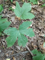 Sanicula canadensis canadensis