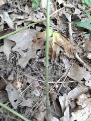 Sanicula canadensis canadensis